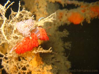 Peltodoris atromaculata